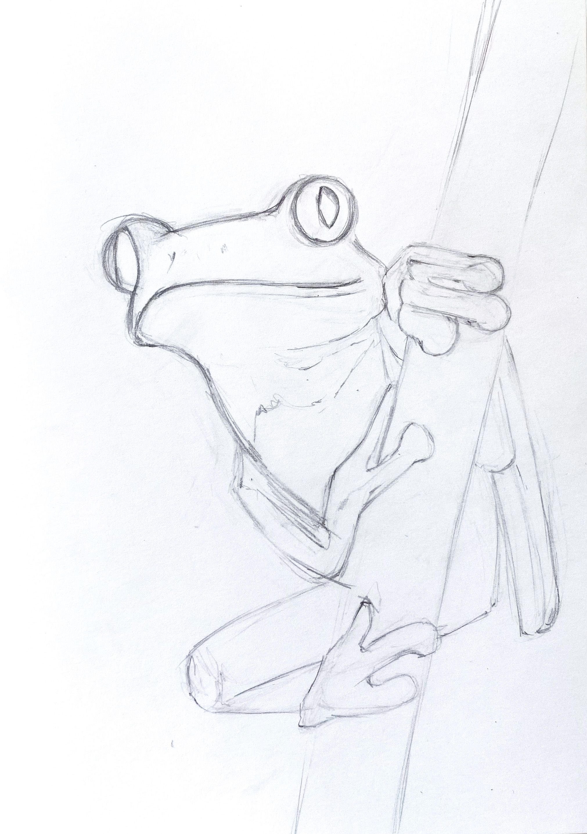 001 frog.JPG (911 KB)